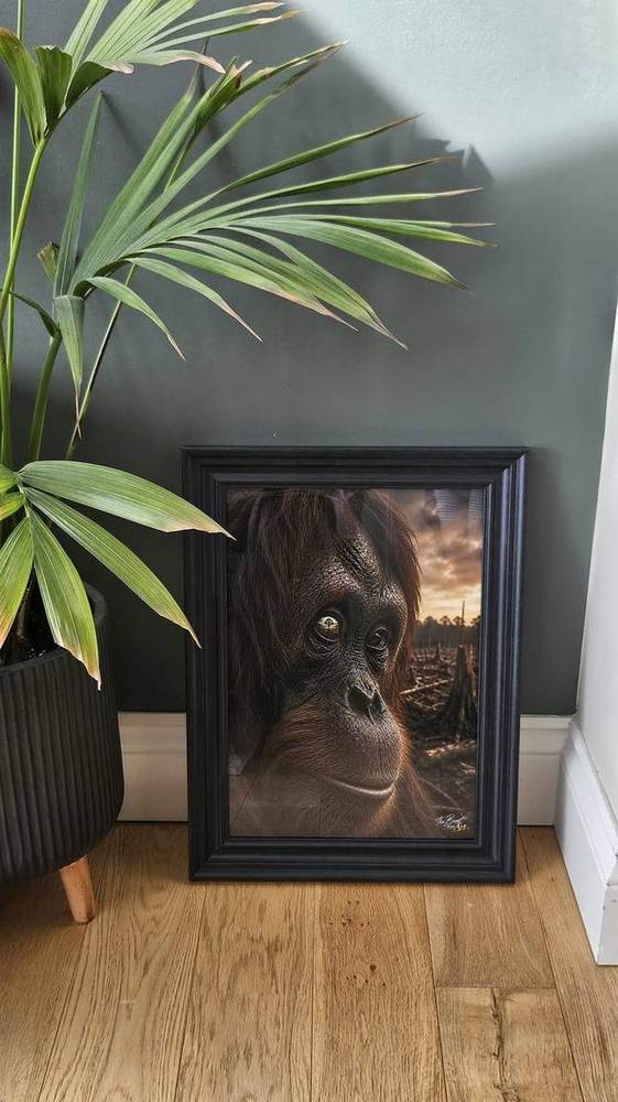 Why Orangutans Matter